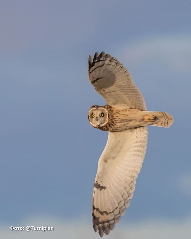 И смешно, и завораживающе одновременно! Какое мастерство поймать кадр