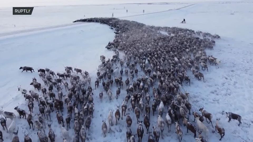 Увидели эту красоту и сразу подумали: это же толпы на новогодних праздниках в Калининградской области