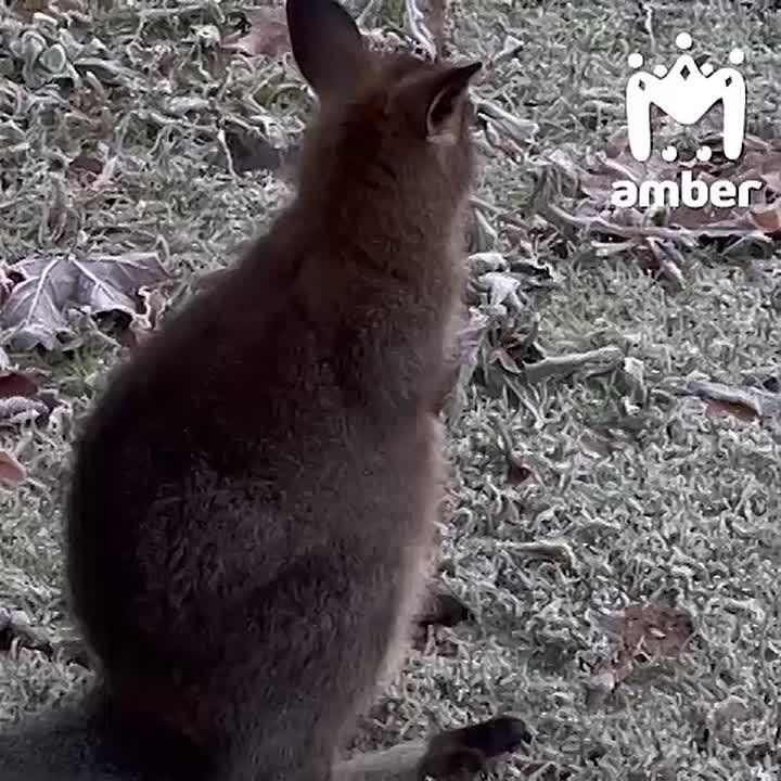 Когда должен был драться с собаками и змеями в жаркой Австралии, но сидишь в снегу в Калининграде
