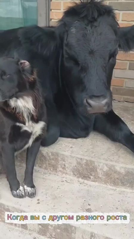 Никогда не угадаешь, кто будет твоим другом У животных тоже так