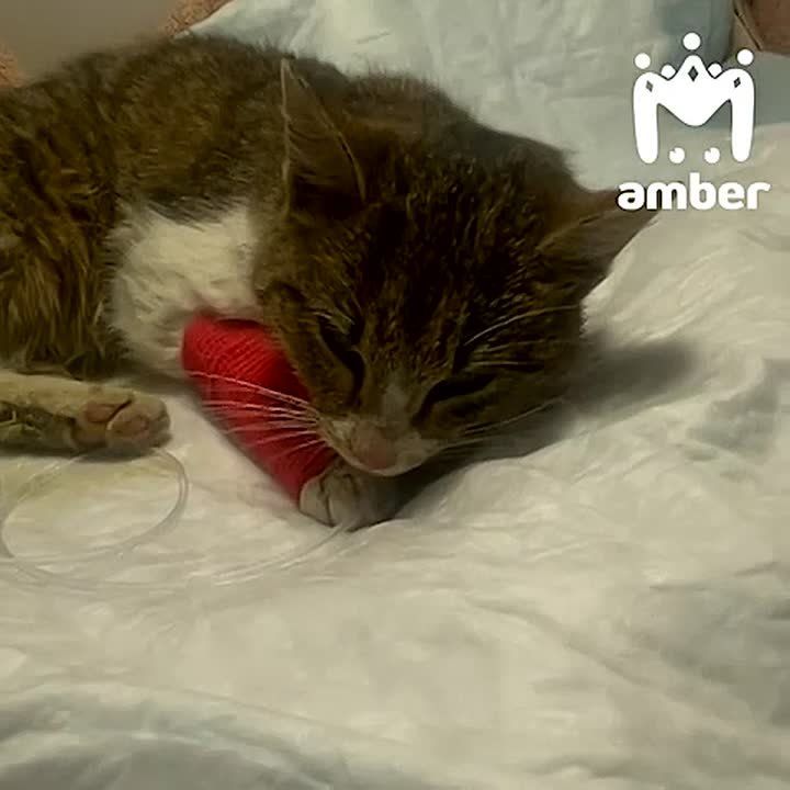 Ещё одну котейку нашли в контейнере на пароме