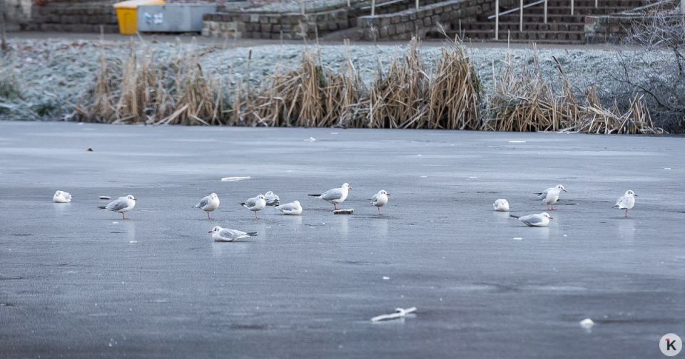 Погода в Калининграде и области в воскресенье