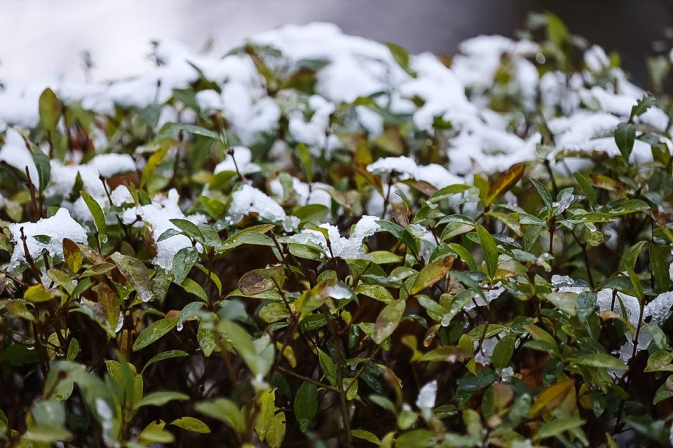 Снег! Настоящий! В Калининграде! Размещаем, чтобы потом не говорили, что у нас только дожди
