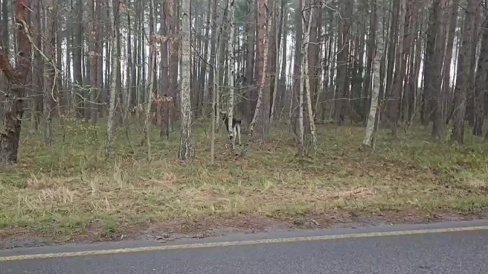 На Куршской косе осиротевший лосёнок ищет маму возле дороги, водителей просят ездить аккуратнее