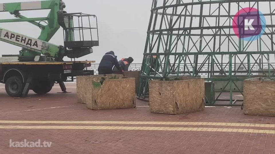 В Калининграде на Верхнем озере начали собирать новогоднюю красавицу