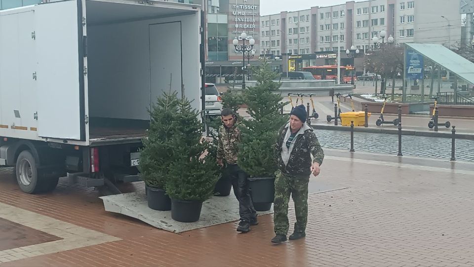 Вот и 50 пихт наших прибыло