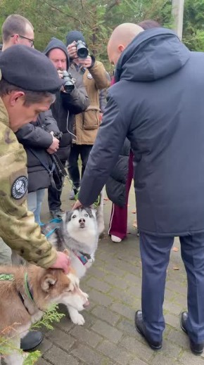 Алексей Беспрозванных познакомился с хаски, которые помогают восстанавливаться бойцам СВО
