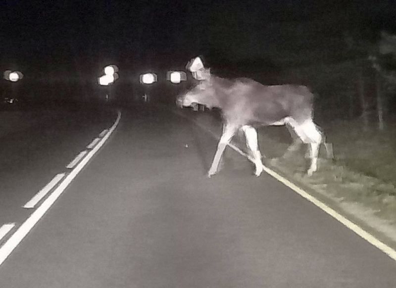 Водителей на адекватность теперь проверяют лоси Куршской косы