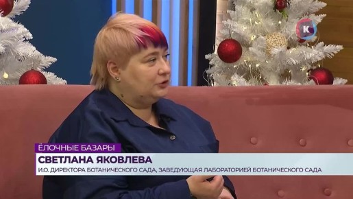 Калининградцам рассказали, когда лучше покупать новогоднюю ёлку