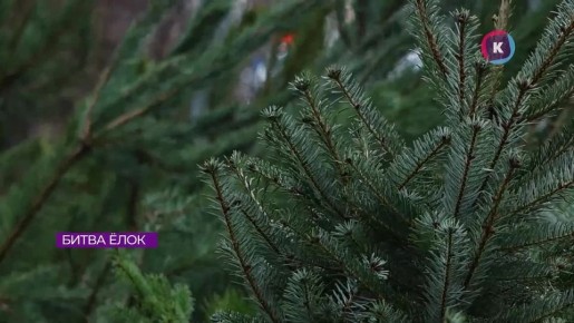 Живая или искусственная? Калининградцы рассказали, какие ёлки они выбирают