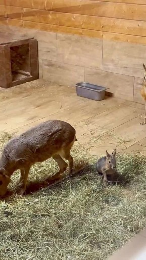 В Калининградском зоопарке появился на свет второй в этом году детёныш патагонской мары