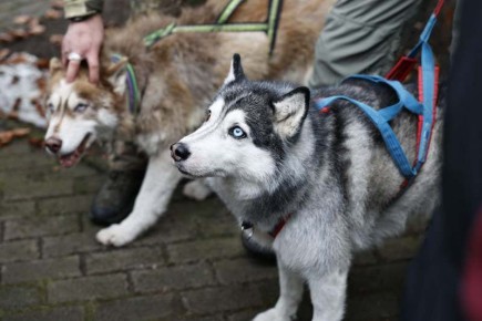 В центре реабилитации в Ладушкине бойцам помогают голубоглазые «психологи»