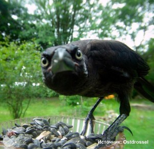 Перед кормушкой установили камеру, которая ловит тайную жизнь птиц Все такие классные!
