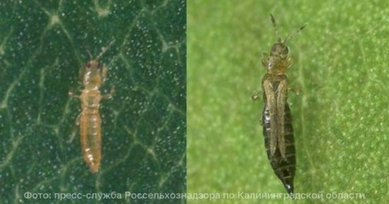 В Калининградскую область завезли цветы с невиданным до этого в регионе вредителем