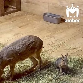 Пришли показать вам новорождённого малыша из нашего зоопарка