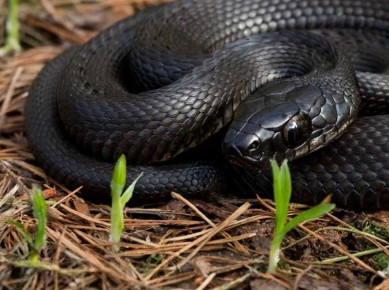 В Калининградской области во время аномалии змеи сорвались с цепи