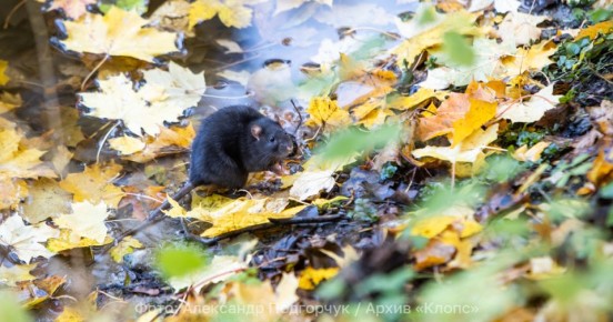 Власти Калининграда готовы заплатить 2,8 млн рублей Нильсу, который избавит город от крыс
