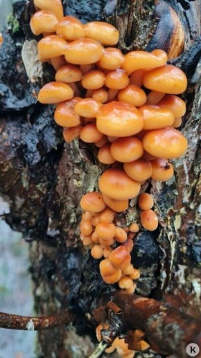 В Неманском районе в декабре продолжают собирать лисички и грибы с карамельным вкусом