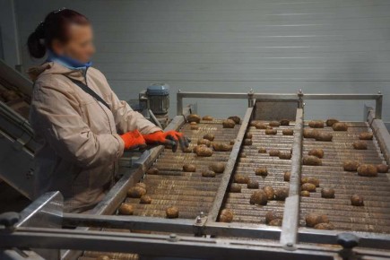 В Калининградскую область завезли тысячи тонн заразных овощей