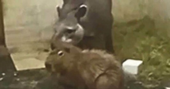 В Калининградском зоопарке показали «слюнявую, но искреннюю дружескую любовь» тапира и капибары (видео)