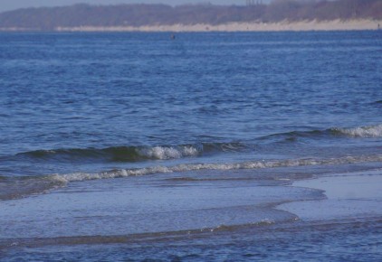 Эти существа из Балтийского моря ускорят заживление ожогов