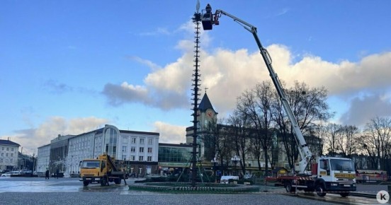 Торчит пока только макушка: в Калининграде главную городскую ёлку соберут за три дня (фото)