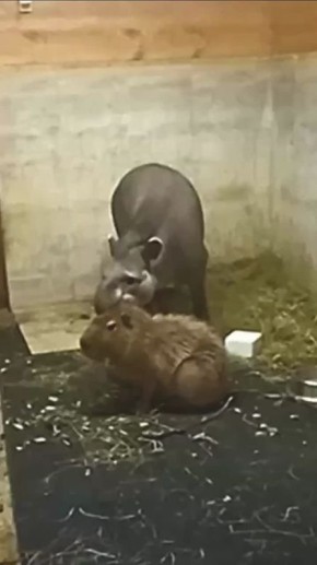 В Калининградском зоопарке показали «слюнявую, но искреннюю дружескую любовь» тапира и капибары