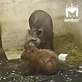 Настоящая братская любовь между капибарой и тапиром