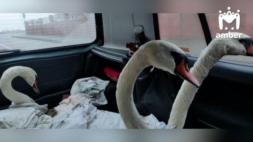 Трёх лебедей, перепачканных в нефте, нашли в Балтийске