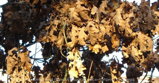 На Куршской косе растёт дуб, который круглый год не расстаётся с листвой: эксперт объяснил занятный феномен