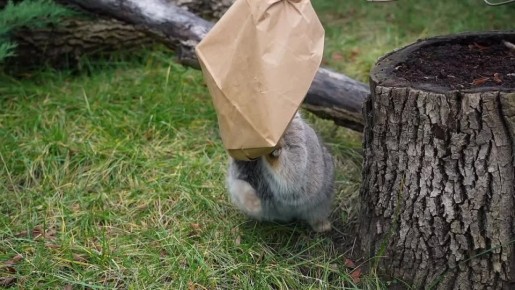 Все мы немного манул Тимоша с наступлением зимы