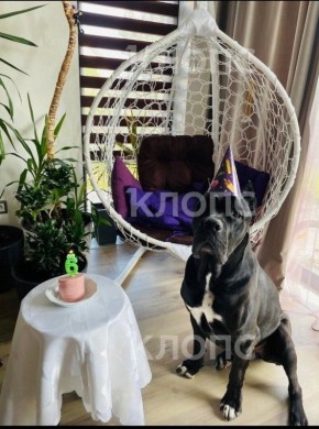 «Ты только не пугайся — твой Чейз бежит по трассе»: хозяйка передержки под Калининградом заплатит за гибель кане-корсо