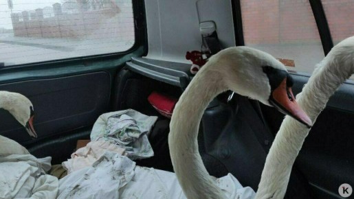 Три лебедя в Балтийске пострадали от разлитых на воде нефтепродуктов