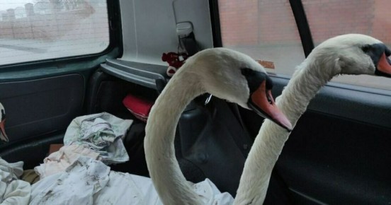 Три лебедя в Балтийске пострадали от разлитых на воде нефтепродуктов (фото)