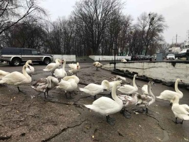 В Балтийске снова появились «нефтяные» лебеди