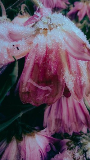 Застывшее во льду. Пока на улице +12, охлаждаемся морозными кадрами от Алисы Сидоровой